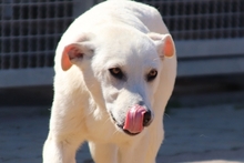 CODY, Hund, Labrador-Mix in Italien - Bild 11