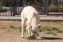 CODY, Hund, Labrador-Mix in Italien - Bild 16
