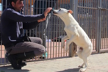 CODY, Hund, Labrador-Mix in Italien - Bild 17