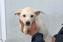 CODY, Hund, Labrador-Mix in Italien - Bild 28