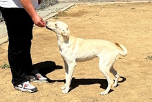CAMILLA, Hund, Labrador-Mix in Italien - Bild 3