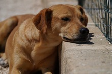 JAQUELINE, Hund, Mischlingshund in Italien - Bild 1