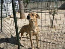 JAQUELINE, Hund, Mischlingshund in Italien - Bild 11