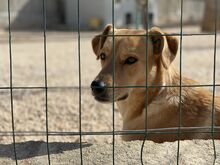 JAQUELINE, Hund, Mischlingshund in Italien - Bild 12