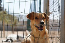 JAQUELINE, Hund, Mischlingshund in Italien - Bild 13