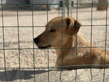 JAQUELINE, Hund, Mischlingshund in Italien - Bild 14
