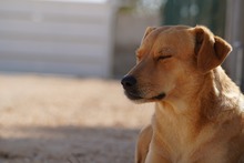 JAQUELINE, Hund, Mischlingshund in Italien - Bild 15