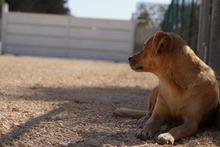 JAQUELINE, Hund, Mischlingshund in Italien - Bild 16