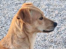 JAQUELINE, Hund, Mischlingshund in Italien - Bild 19
