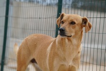 JAQUELINE, Hund, Mischlingshund in Italien - Bild 2