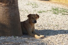 JAQUELINE, Hund, Mischlingshund in Italien - Bild 22