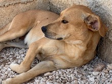 JAQUELINE, Hund, Mischlingshund in Italien - Bild 24
