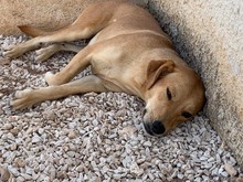 JAQUELINE, Hund, Mischlingshund in Italien - Bild 25