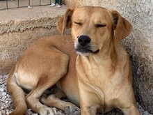 JAQUELINE, Hund, Mischlingshund in Italien - Bild 26