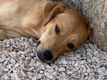 JAQUELINE, Hund, Mischlingshund in Italien - Bild 27