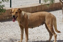 JAQUELINE, Hund, Mischlingshund in Italien - Bild 28