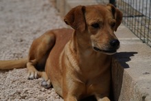 JAQUELINE, Hund, Mischlingshund in Italien - Bild 3