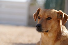 JAQUELINE, Hund, Mischlingshund in Italien - Bild 4