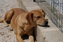JAQUELINE, Hund, Mischlingshund in Italien - Bild 5