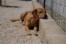 JAQUELINE, Hund, Mischlingshund in Italien - Bild 7