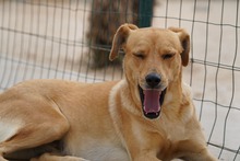 JAQUELINE, Hund, Mischlingshund in Italien - Bild 9