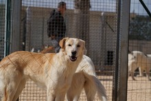 MAEGAN, Hund, Mischlingshund in Italien - Bild 4
