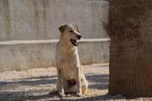 MAEGAN, Hund, Mischlingshund in Italien - Bild 5