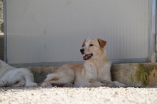 MAEGAN, Hund, Mischlingshund in Italien - Bild 6