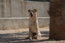 MAEGAN, Hund, Mischlingshund in Italien - Bild 7