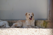 MAEGAN, Hund, Mischlingshund in Italien - Bild 8