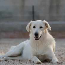 MANDY, Hund, Mischlingshund in Italien - Bild 1