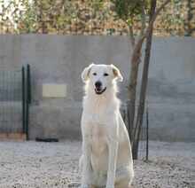 MANDY, Hund, Mischlingshund in Italien - Bild 12