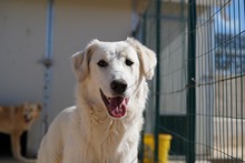 MANDY, Hund, Mischlingshund in Italien - Bild 13