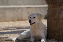 MANDY, Hund, Mischlingshund in Italien - Bild 15