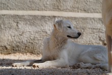 MANDY, Hund, Mischlingshund in Italien - Bild 16
