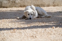 MANDY, Hund, Mischlingshund in Italien - Bild 17