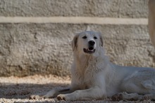 MANDY, Hund, Mischlingshund in Italien - Bild 18
