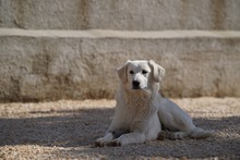 MANDY, Hund, Mischlingshund in Italien - Bild 19
