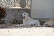 MANDY, Hund, Mischlingshund in Italien - Bild 20