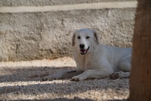 MANDY, Hund, Mischlingshund in Italien - Bild 21