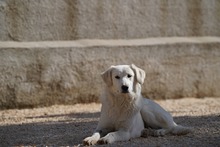 MANDY, Hund, Mischlingshund in Italien - Bild 22