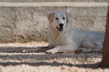 MANDY, Hund, Mischlingshund in Italien - Bild 23