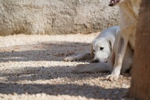 MANDY, Hund, Mischlingshund in Italien - Bild 26