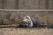 MANDY, Hund, Mischlingshund in Italien - Bild 27