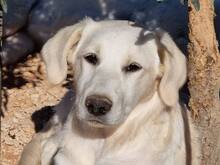 MANDY, Hund, Mischlingshund in Italien - Bild 29