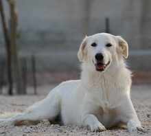 MANDY, Hund, Mischlingshund in Italien - Bild 3