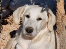 MANDY, Hund, Mischlingshund in Italien - Bild 34