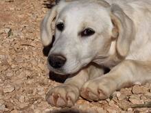 MANDY, Hund, Mischlingshund in Italien - Bild 36