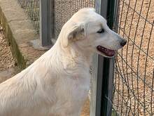MANDY, Hund, Mischlingshund in Italien - Bild 44