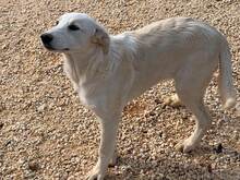 MANDY, Hund, Mischlingshund in Italien - Bild 45